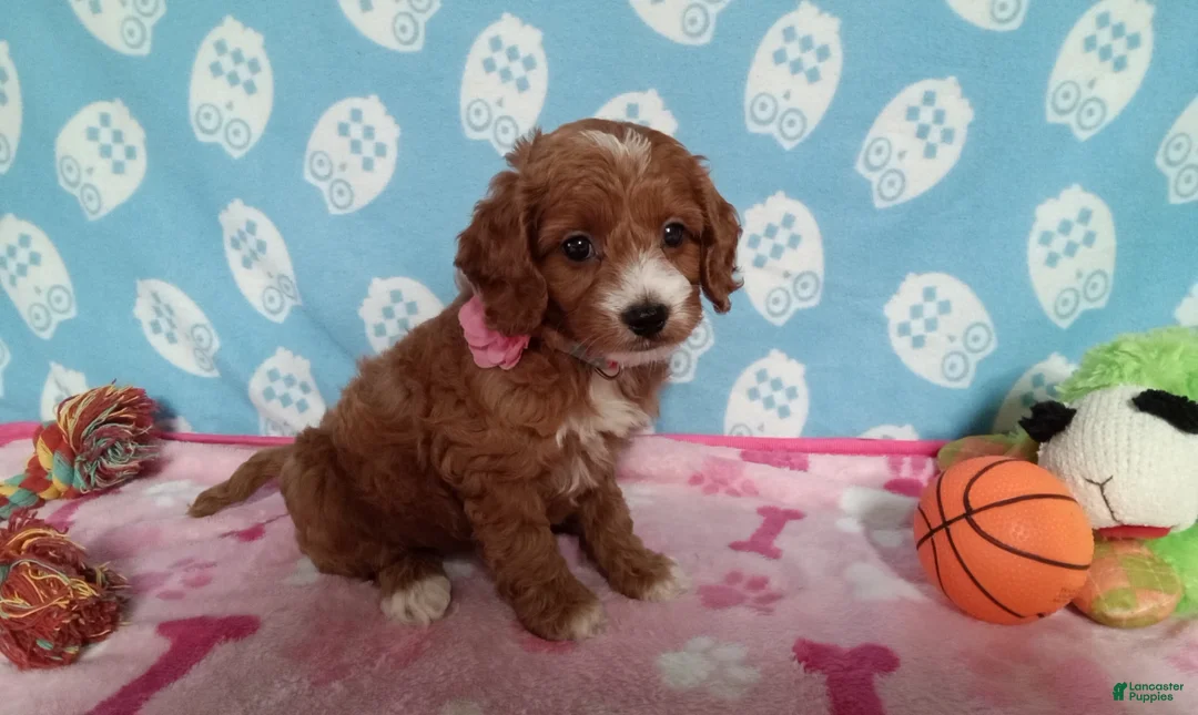 Cockapoo dogs for sale: Jenny  - Ad 2