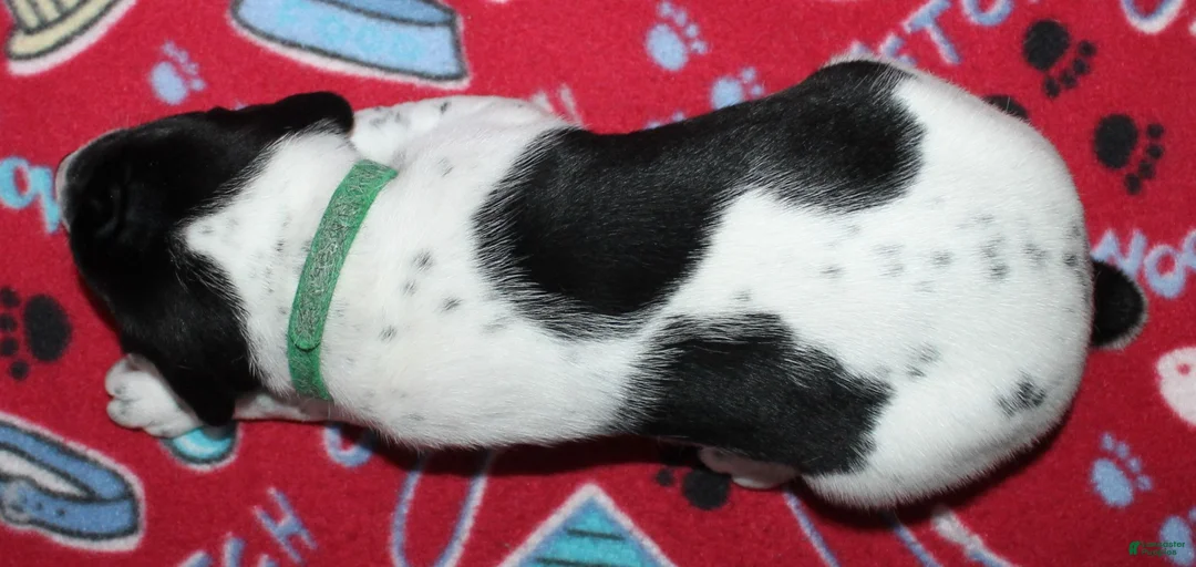 Gallery Image {{count}}