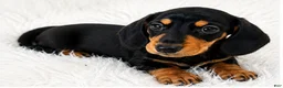 Miniature Dachshund dogs for sale: Maple  - Ad 6