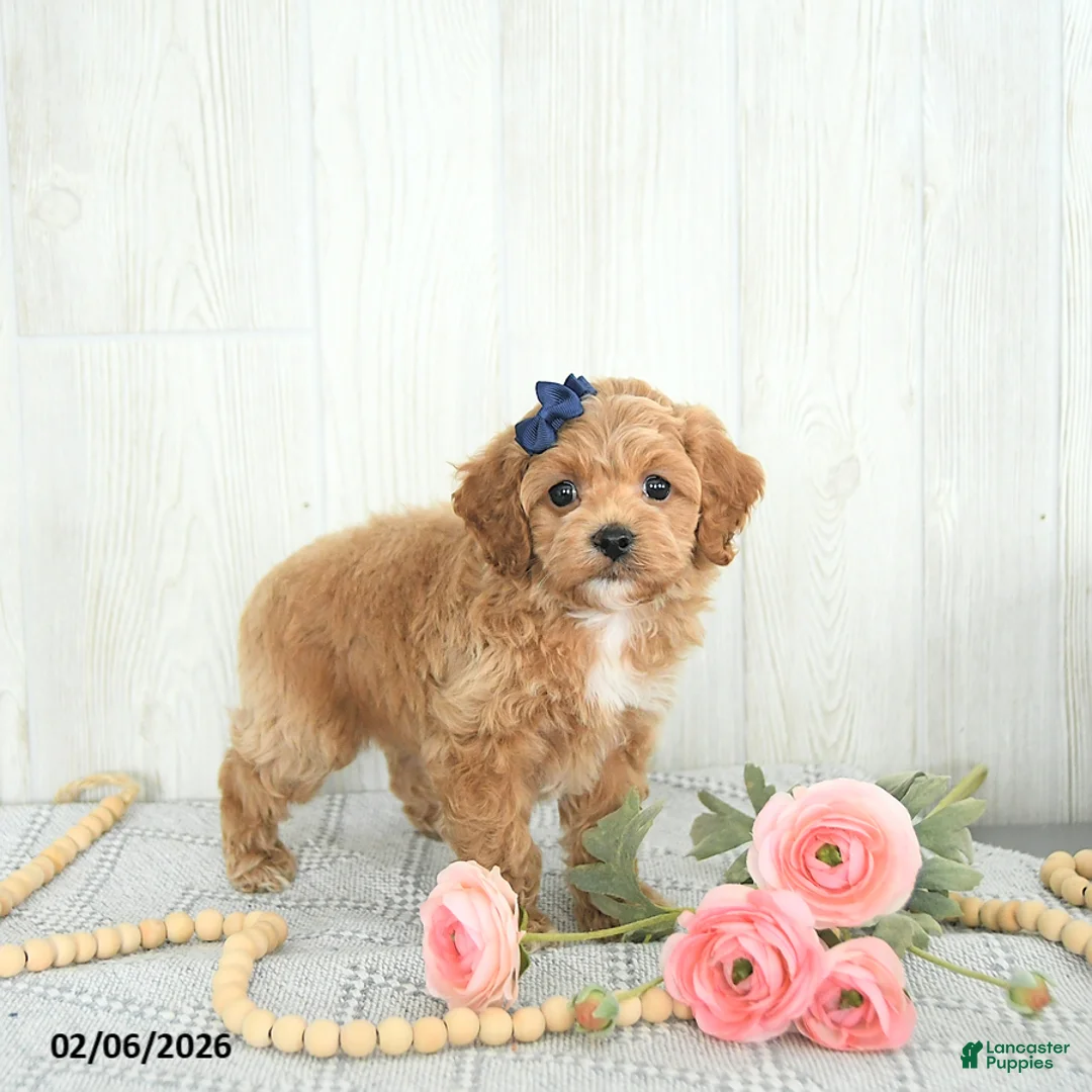 Cockapoo dogs for sale: Bubbles EXTRA SMALL - Ad 4