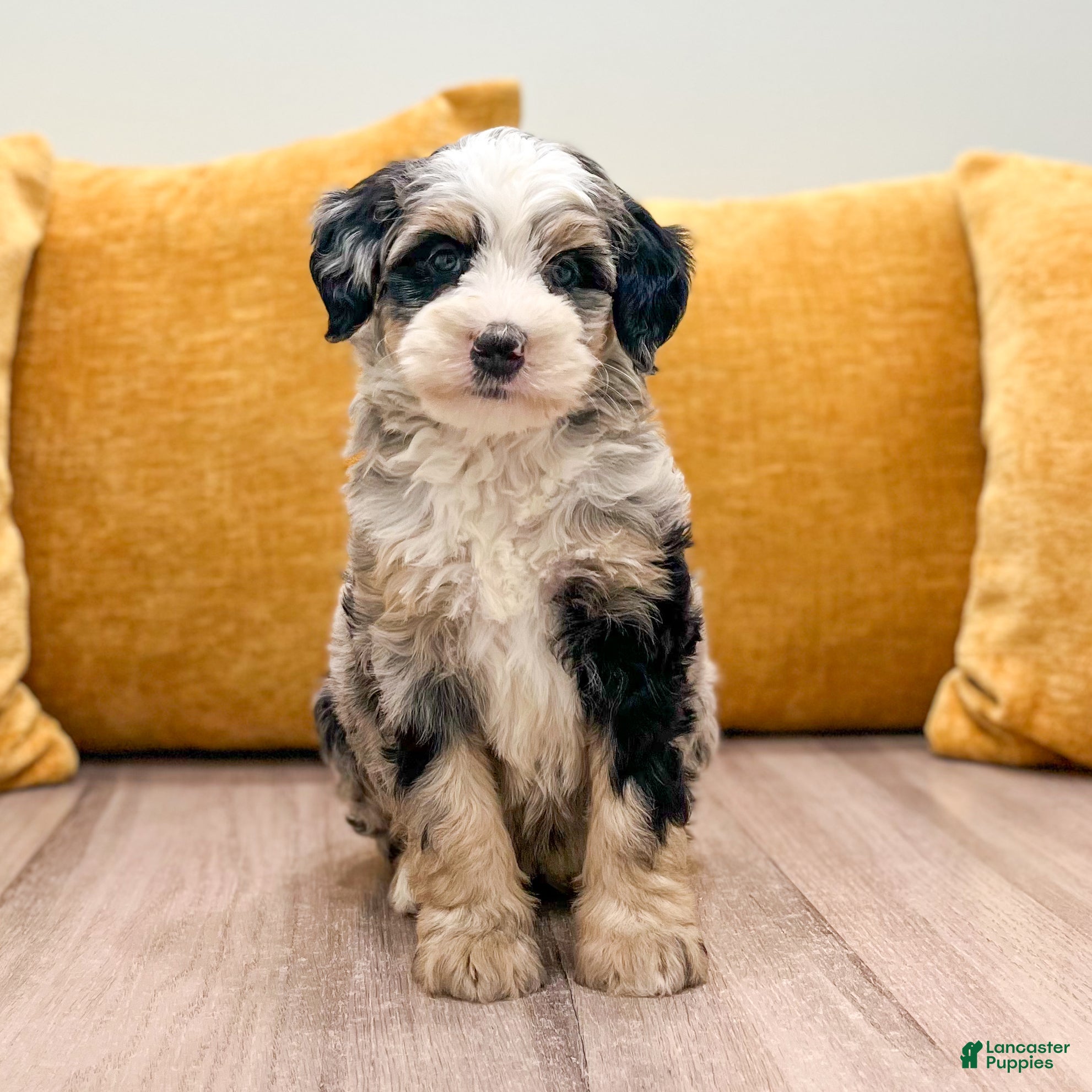 Mini Bernedoodle dogs Chloe - Ad 1
