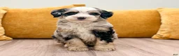 Mini Bernedoodle dogs for sale: Chloe - Ad 1