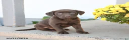 Labrador Retriever dogs for sale: Lulu - Ad 2