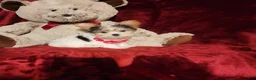 Yorkshire Terrier dogs for sale: CHANEL - Ad 9