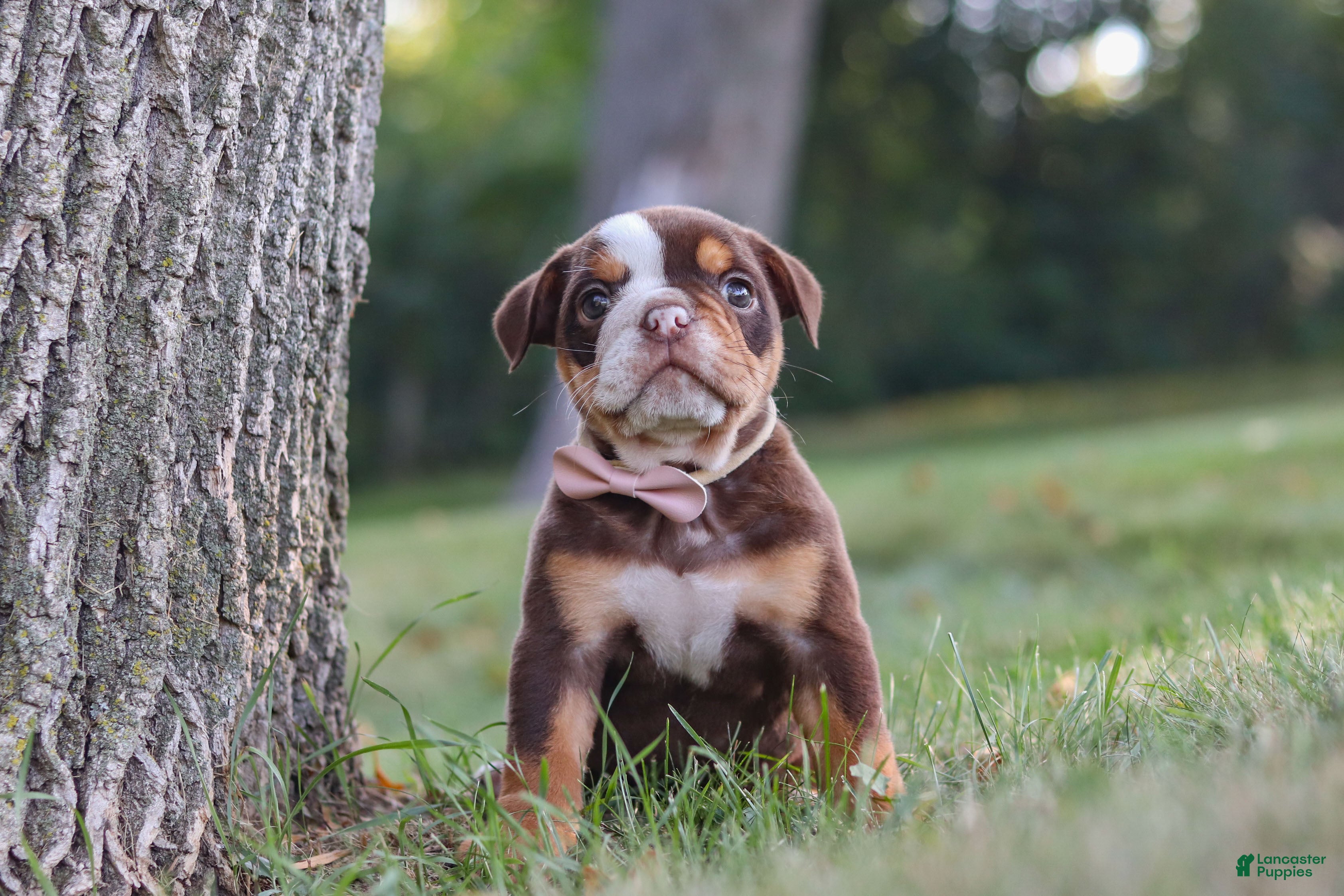 Beabull dogs Rosie - Ad 2