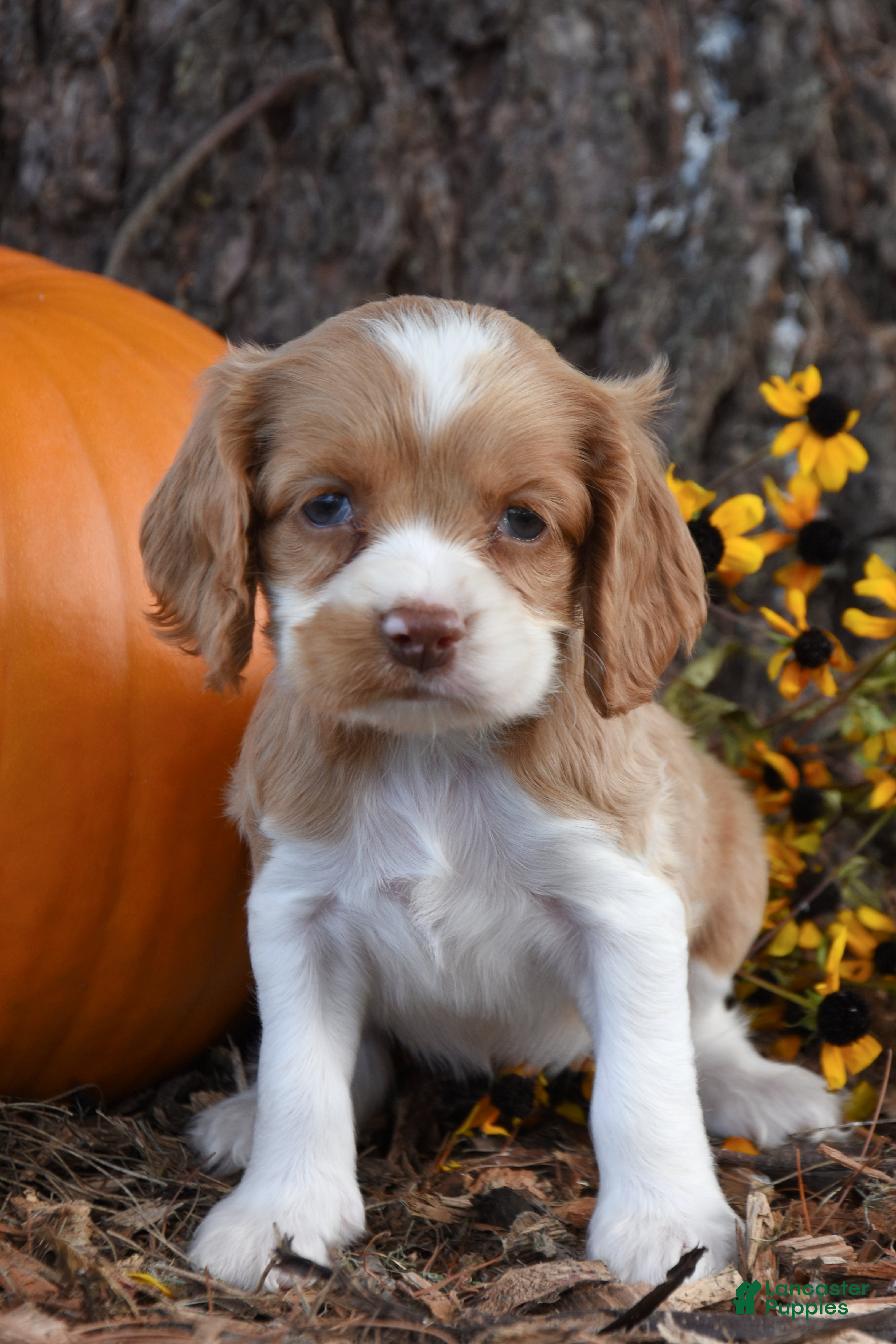 Cocker Spaniel dogs Megan - Ad 1
