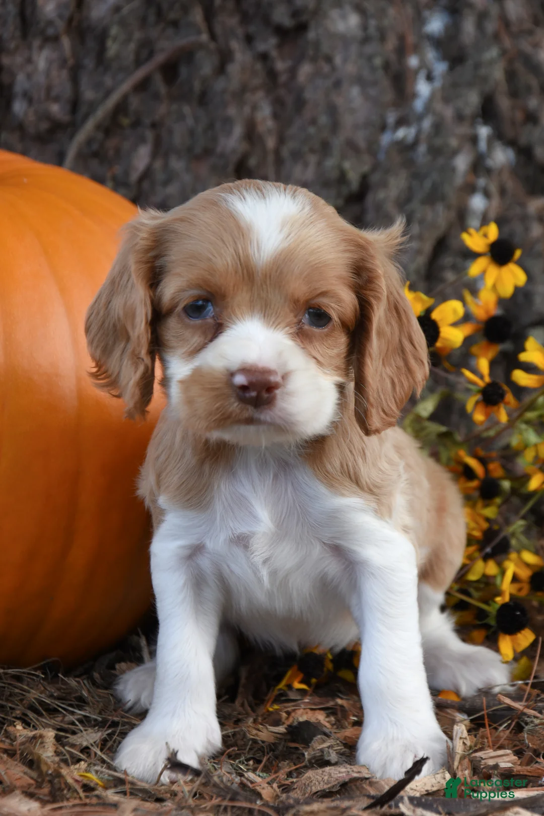 Cocker Spaniel dogs for sale: Megan - Ad 1