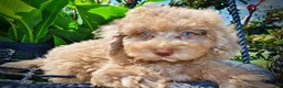 Havapoo dogs for sale: Gorgeous - Ad 2