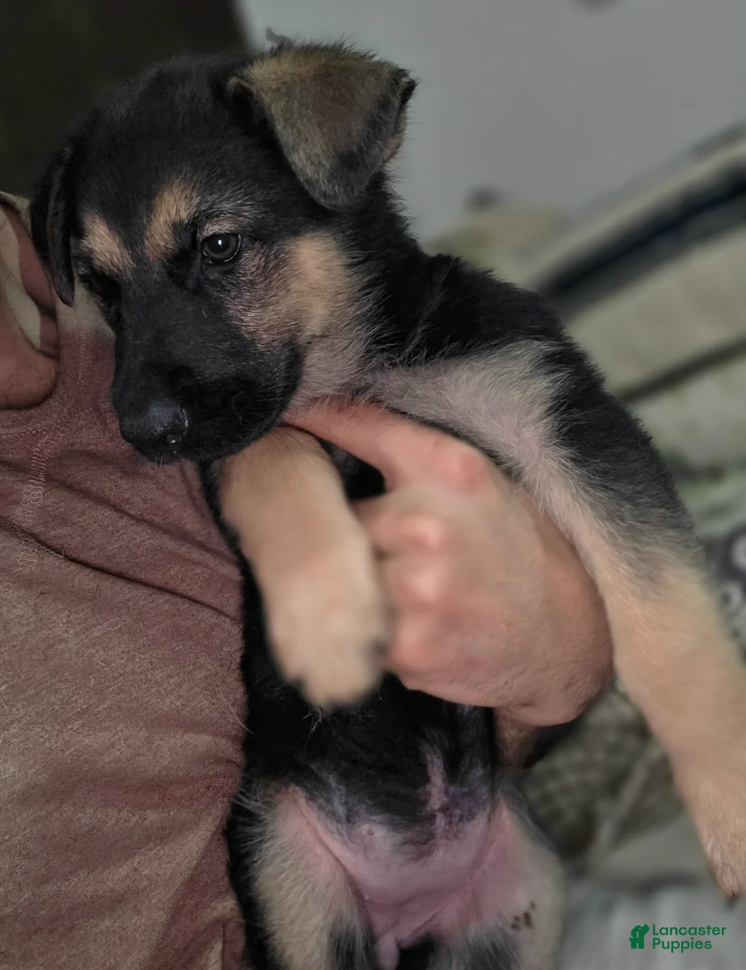 German Shepherd dogs for sale: Nova (10) - Ad 6