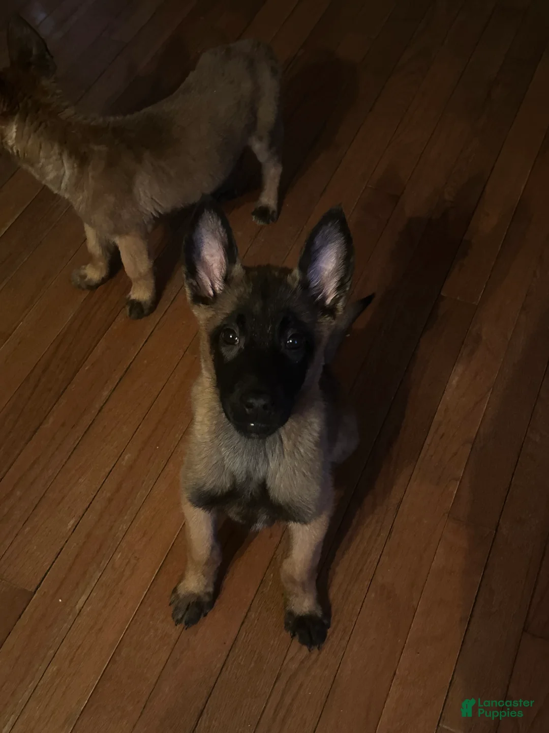 Belgian Malinois dogs for sale: Belgian Malinois Puppy 3 - Ad 2