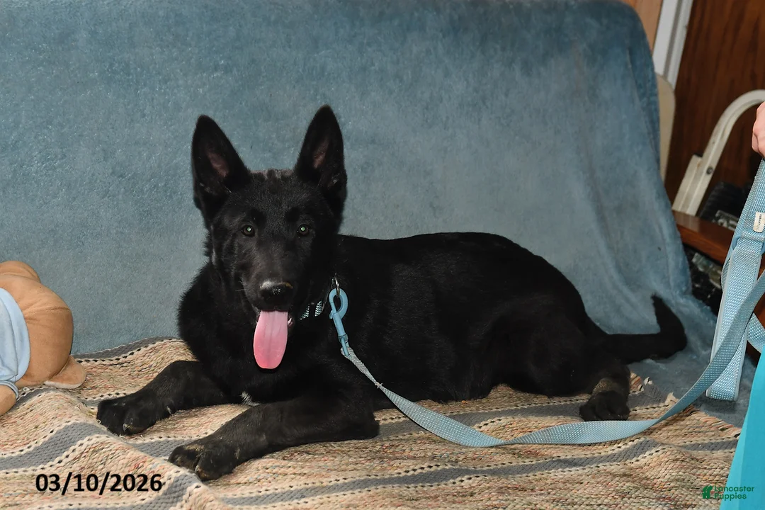 Belgian Malinois dogs for sale: Leo - Ad 2