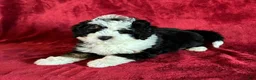 Mini Bernedoodle dogs for sale: Teddy - Ad 4
