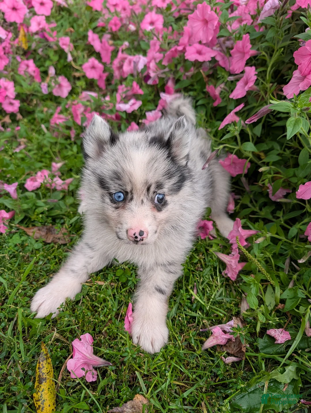 Pomsky dogs for sale: Pomsky 2 Spencer - Ad 1