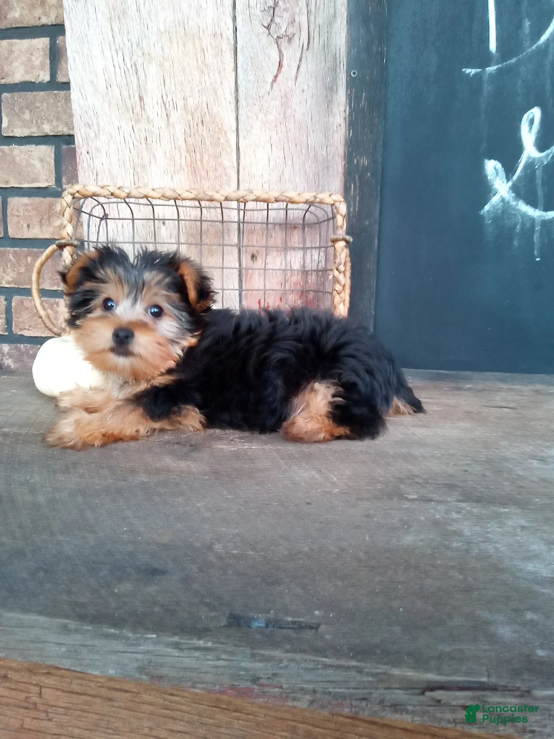 Morkie dogs for sale: Cookie - Ad 2