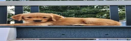 Golden Retriever dogs for sale: Cherry - Ad 1