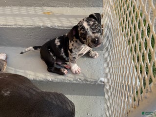 American Bully dogs - Ad 4