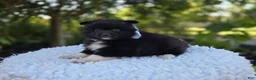 Pomeranian dogs for sale: Nicole - Ad 4
