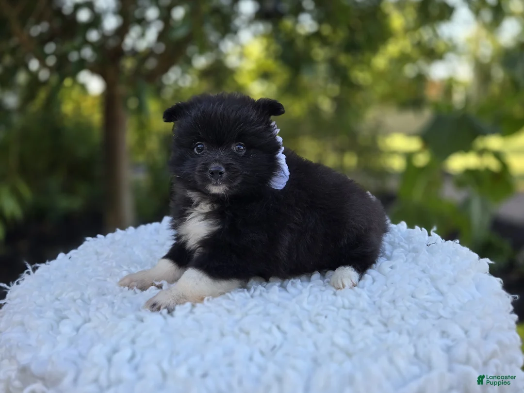 Pomeranian dogs for sale: Nicole - Ad 4