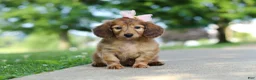 Miniature Dachshund dogs for sale: Pocahontas - Ad 3
