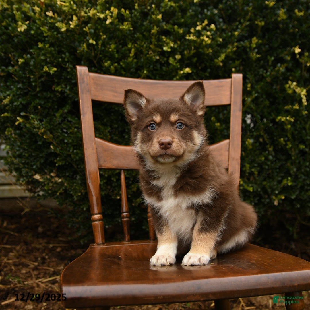 Mixed Breed dogs for sale: Omega - Ad 3