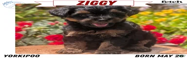 Ziggy