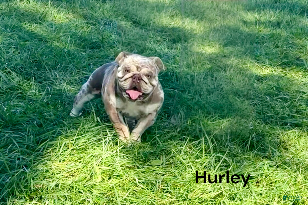 English Bulldog dogs for sale: Otto - Ad 8