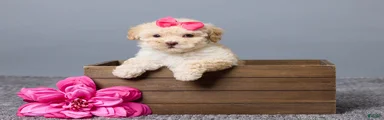 Roxy
