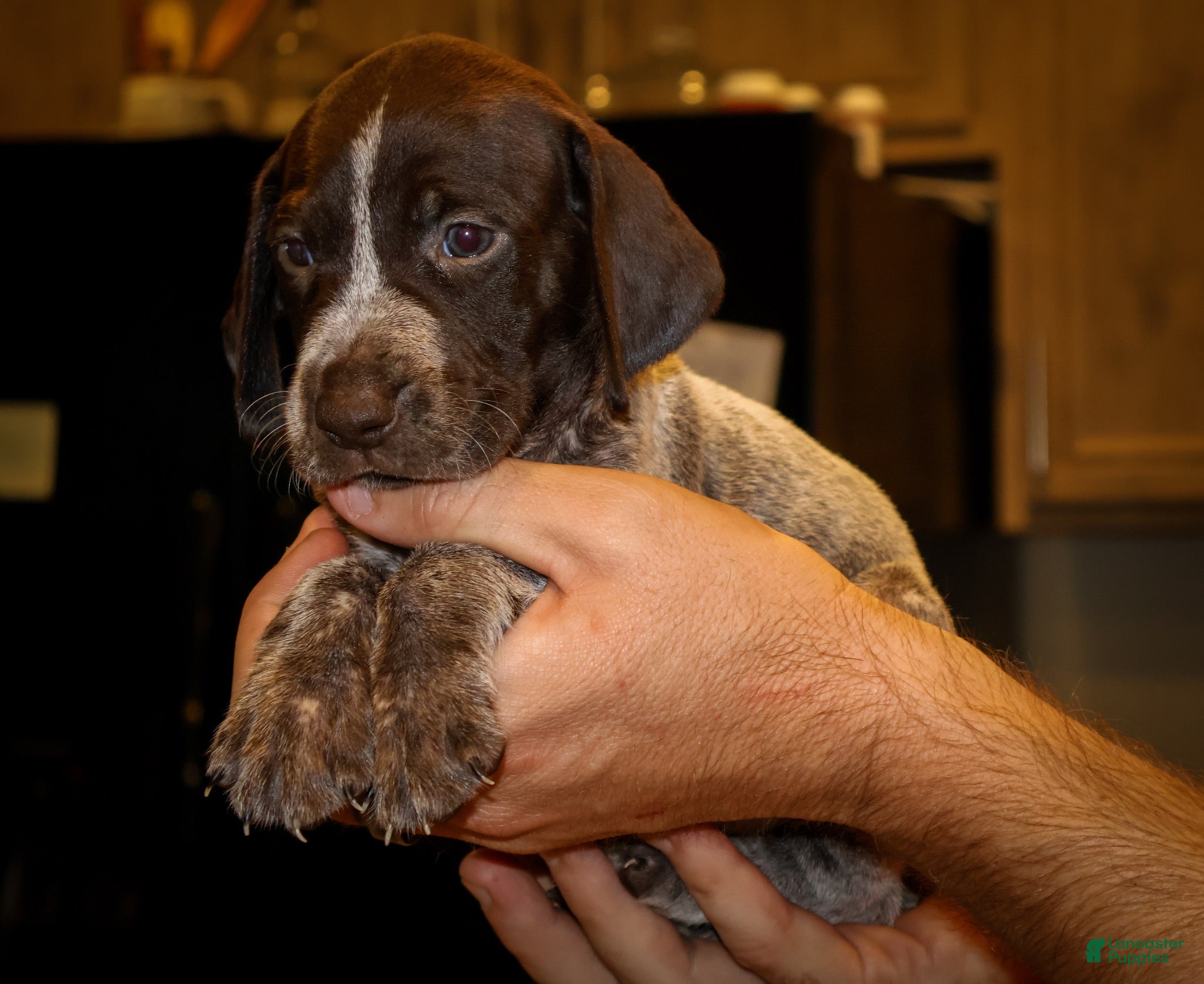 German Shorthaired Pointer dogs Reed  - Ad 2