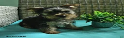 Yorkshire Terrier dogs for sale: Beau - Ad 1
