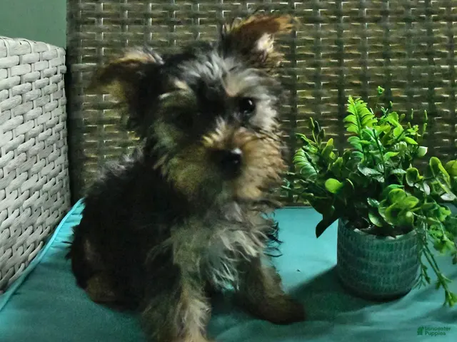 Yorkshire Terrier dogs for sale: Beau - Ad 1