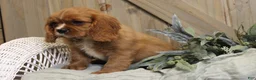Cavalier King Charles Spaniel dogs for sale: Max - Ad 3