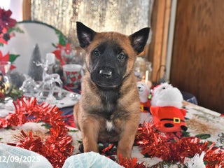 Belgian Malinois dogs Bruno - Ad 14