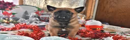 Belgian Malinois dogs for sale: Bruno - Ad 21