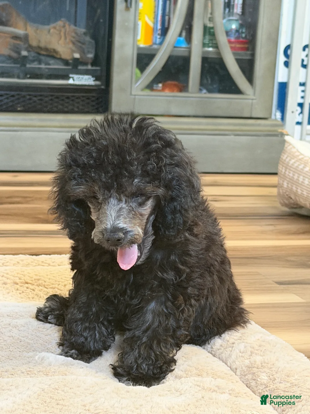 Toy Poodle dogs for sale: Toy Poodle 2 - Ad 1
