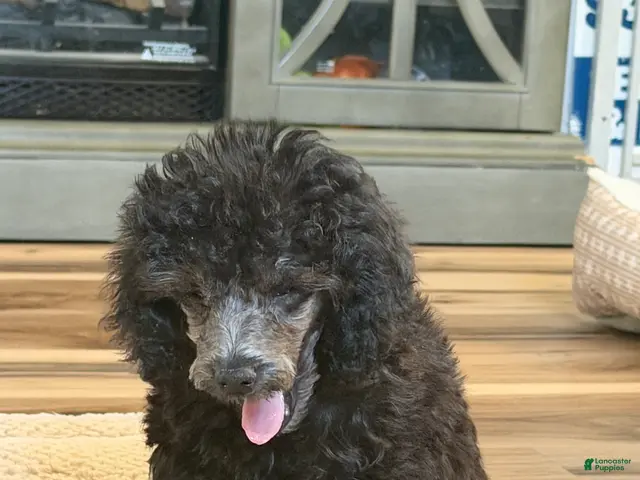 Toy Poodle dogs Toy Poodle 2 - Ad 30