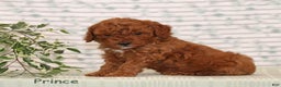 Miniature Poodle dogs for sale: Prince - Ad 2