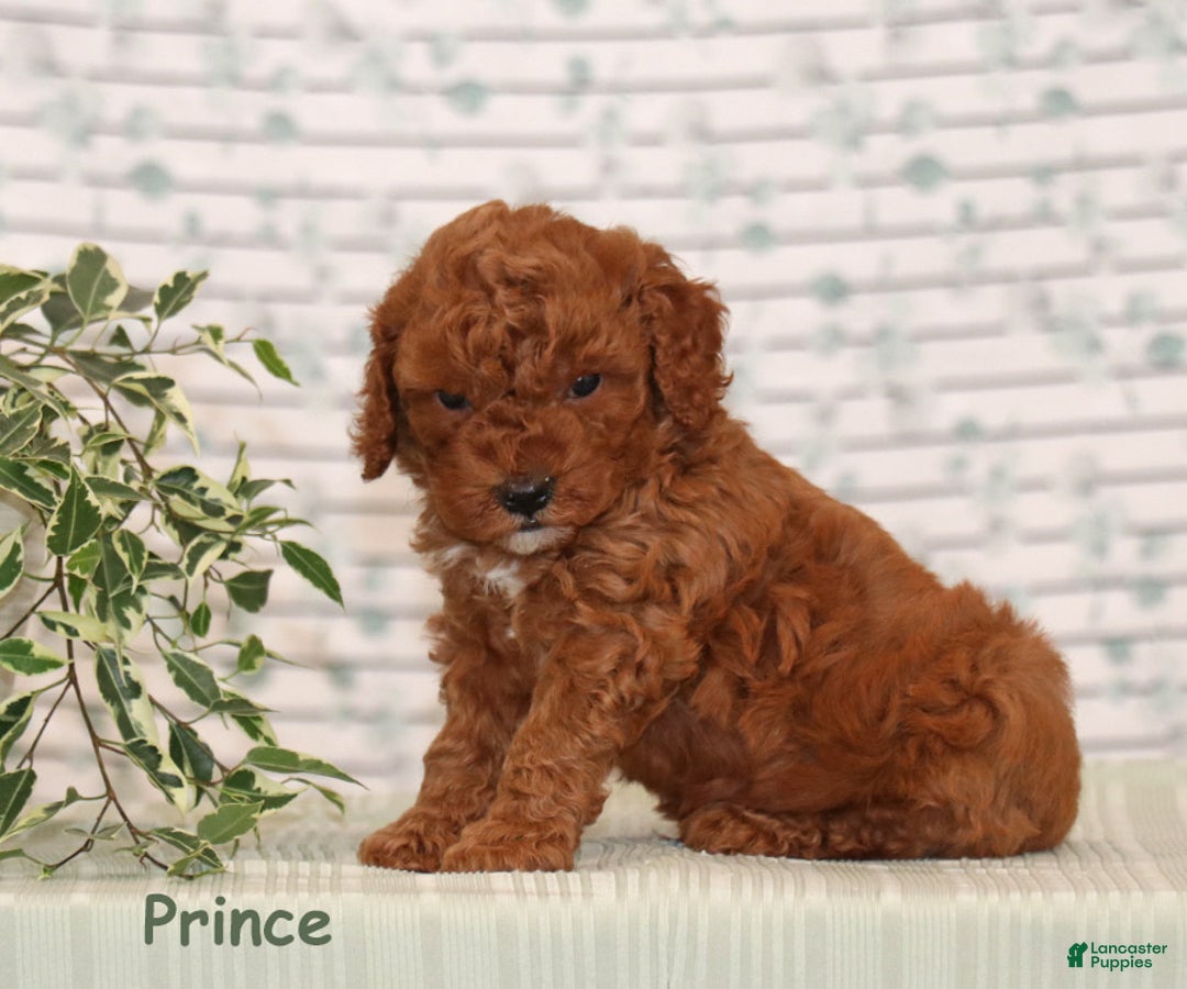 Miniature Poodle dogs for sale: Prince - Ad 2