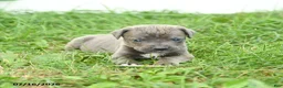Cane Corso dogs for sale: Royal - Ad 3