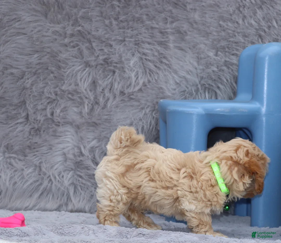 Havapoo dogs for sale: Addie 👨‍👨‍👦‍👦💞🐕Miniature - Ad 5