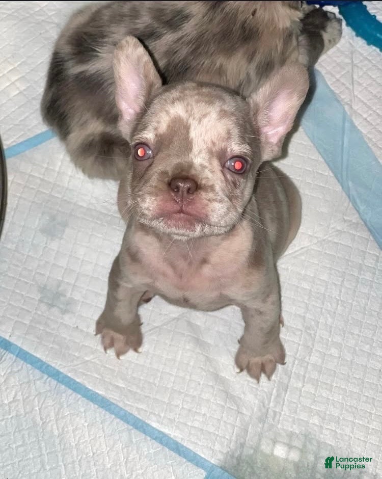 French Bulldog dogs French Bulldog Puppy 8 - Ad 1