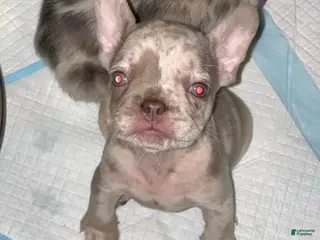 French Bulldog dogs for sale: French Bulldog Puppy 8 - Ad 4