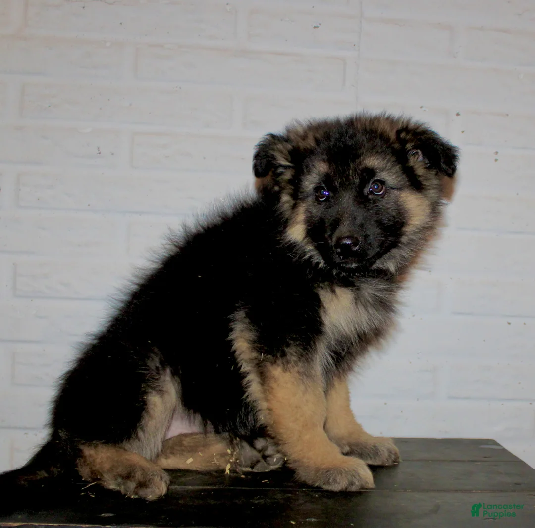 German Shepherd dogs for sale: Greta - Ad 8