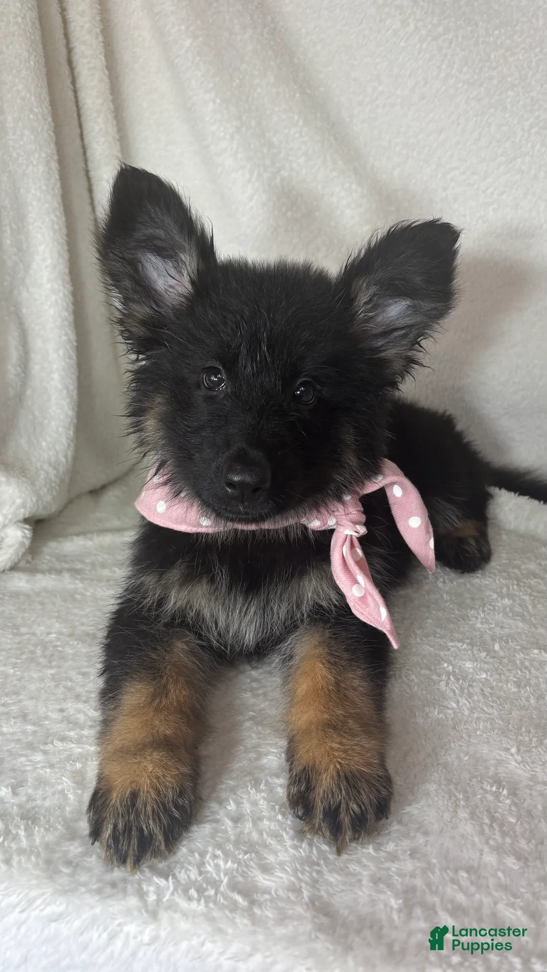 German Shepherd dogs for sale: Gwyneth - Ad 5