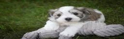 Havanese dogs for sale: Darcy Havanese  - Ad 19