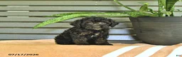 Miniature Poodle dogs for sale: Cynthia - Ad 3
