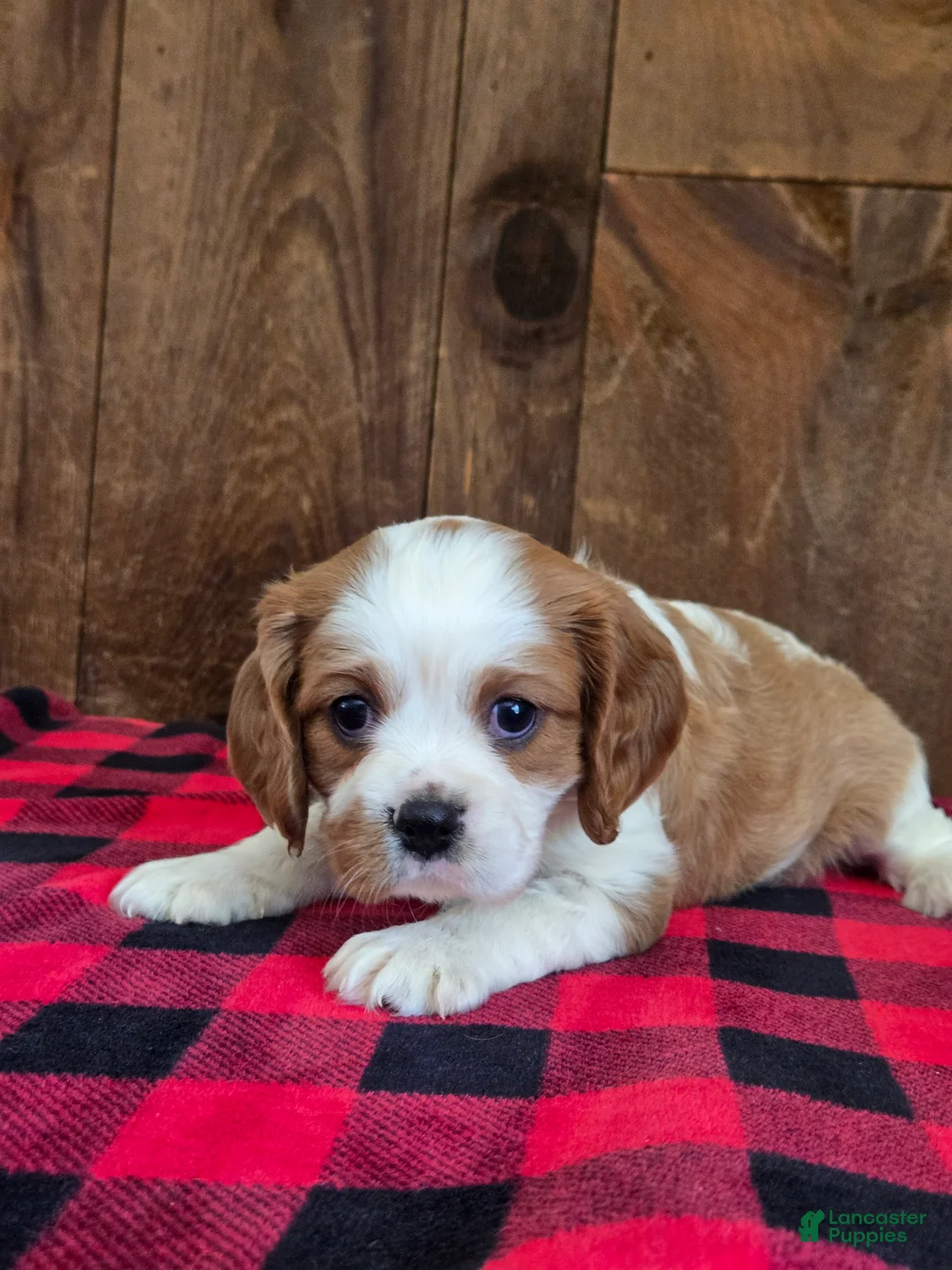 Cavalier King Charles Spaniel dogs for sale: Cavalier King Charles Spaniel 1 - Ad 2