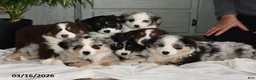 Australian Shepherd dogs for sale: Pansy - Ad 5