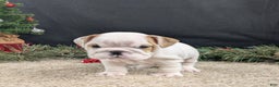 English Bulldog dogs for sale: Frosty  - Ad 3