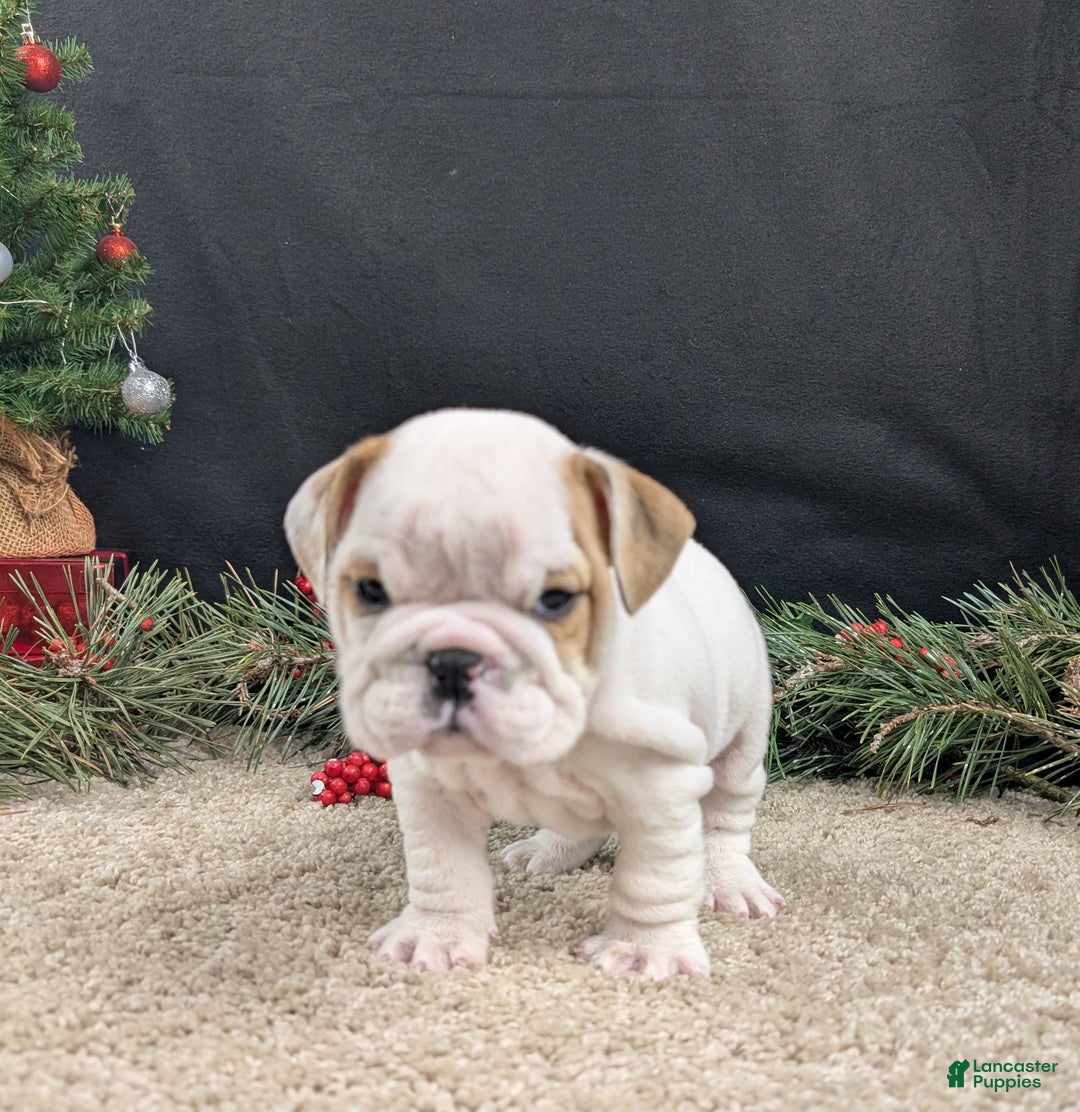 English Bulldog dogs for sale: Frosty  - Ad 3