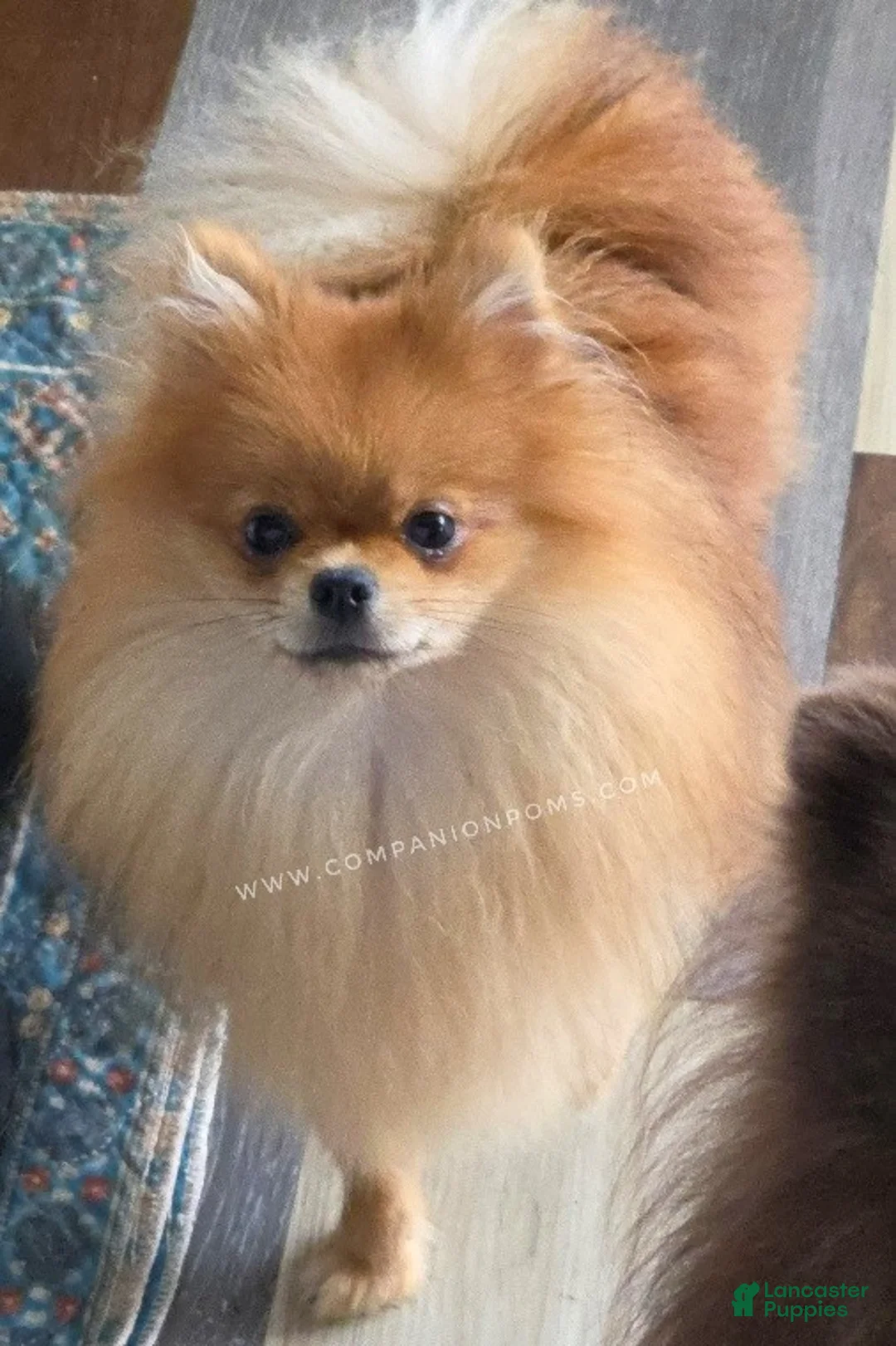 Pomeranian dogs for sale: Orange Sable Merle - AKC Full (Can breed) - Ad 8